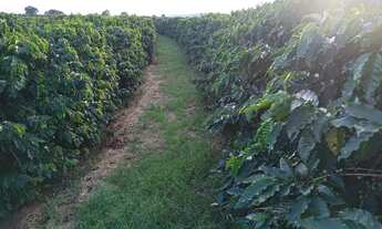 Imagem 7: Sítio 100% café produzindo