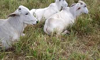 Imagem 5: COLÔNIA COM 50 HECTARES - BR 364 SENTIDO RIO BRANCO/ PORTO VELHO