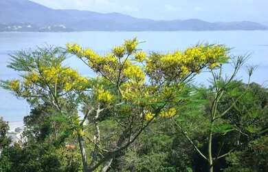 Imagem 5: Terreno à venda, 23725 m² por R$ 13.990.000,00 - Canasvieiras - Florianópolis/SC