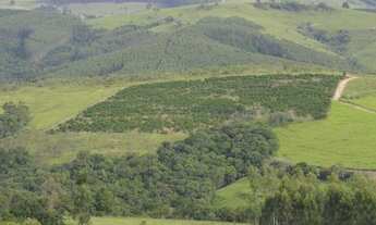 Imagem 3: Sitio em Pinhalão com 2 alqueires