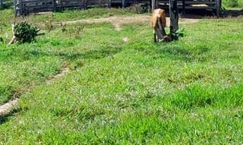 Imagem 3: Vendo uma Fazenda valor R$ 1320.000