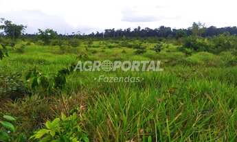 Imagem 7: Fazenda no Pará - Tailândia - 503 ha (170 alq