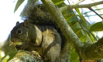 Imagem 7: MAIRIPORA - Sitio - JARDINS