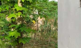 Imagem 4: Casa mata de são joao