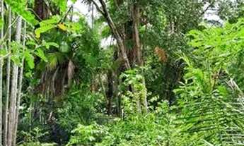 Imagem 6: Lote com riacho Timon/Caxias