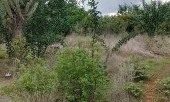 Imagem 6: Terreno para chacara