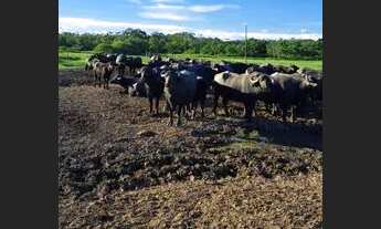Imagem 4: Fazenda histórica + 100 anos de atividades