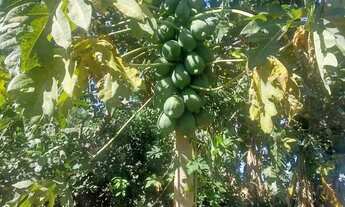 Imagem 5: Sítio à venda, zona rural, Morrinhos, GO