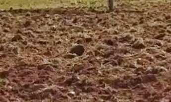 Imagem: Fazenda Goiás - Mara Rosa