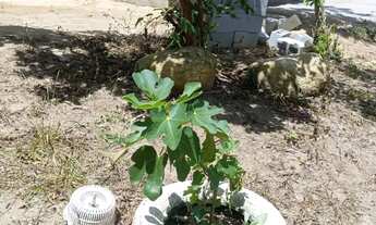Imagem 7: Excelente casa à venda no bairro Ratones, Florianópolis/SC