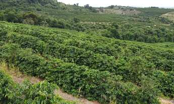 Imagem 3: CAFÉ PRODUÇÃO E QUALIDADE