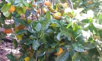 Imagem 2: Vendo Sítio na Floresta em Itaperuna