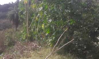 Imagem 3: IBIRITé - Terreno Padrão - Palmeiras