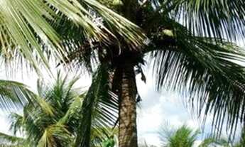 Imagem 3: Vendo Sítio em Aracruz