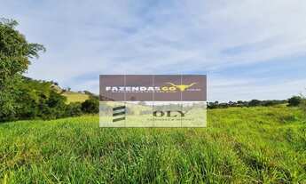 Imagem 3: Fazenda de Oportunidade - São 14 Alqueires ! Região de Goianésia-GO !