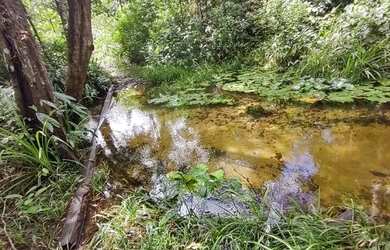 Imagem 4: R$ 300 mil reais 120 hectares em Magalhães Barata Pará