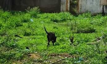 Imagem: Terreno no Balneário