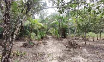 Imagem 8: R$ 300 mil reais 120 hectares em Magalhães Barata Pará