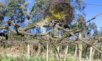 Imagem 7: Venda Imperdível: Terreno Rural de 2,4 Hectares!