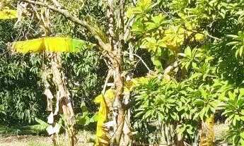 Imagem 4: Chácara à venda em Quadra-SP, bairro Aleluia: 3 quartos, 1 sala, 2 banheiro, 120,00m² de á