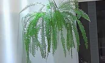 Imagem: Apartamento condomínio Residencial Ibéria