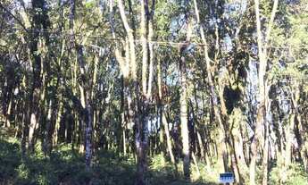 Imagem 5: Terreno à Venda no bairro Floresta em Gramado!