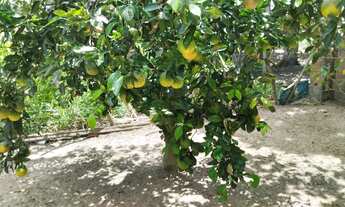 Imagem 4: Chácara Pov. Estancinha 30 min Aracaju entre Salgado e Estância