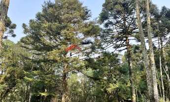 Imagem 6: Sítio em Estrada Geral da Carapina - Vale do Carapina - São Francisco de Paula/RS