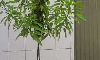 Imagem 5: Casa de temporada Santarem