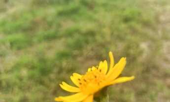 Imagem 2: Negocie Terreno / lote com venda por R$50.000