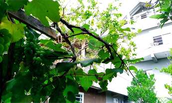 Imagem 3: VENDE-SE RESIDÊNCIA 464m² CONSTRUÍDOS, QUINTAL com FRUTÍFERAS E HORTA.