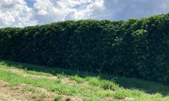 Imagem 6: Fazenda - Luiz Eduardo Magalhães(BA