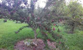 Imagem 3: Granja lindíssima