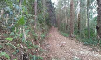 Imagem 6: TERRENO COM REFLORESTAMENTO