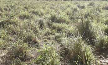 Imagem 6: VENDO SITIO Chácara com venda por R$350.000