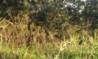 Imagem 7: Terreno no bairro Jacaroá - Maricá