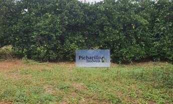 Imagem 7: Fazenda na região de Lins com 300 alqueires e 250 alqueire plantado em Laranja