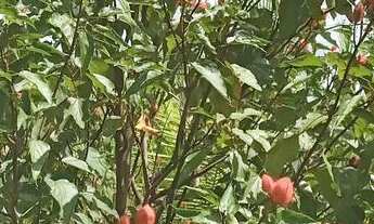 Imagem 3: Vende-se terra Chácara com venda por R$85.000