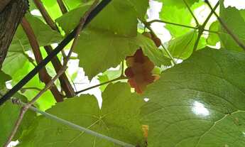 Imagem 7: Casa pra alugar no joa