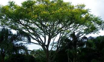 Imagem 4: Terreno de 15008m² no bairro Santo Antônio De Lisboa