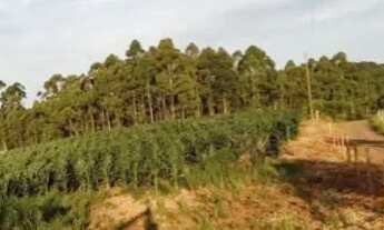 Imagem 6: VENDO UM LINDO SITIO - Direto com proprietário (meu pai