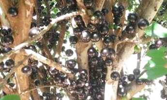 Imagem 3: Vendo Sítio na Floresta em Itaperuna