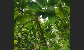 Imagem 7: 3 QUARTOS SUÍTE - PITUBA