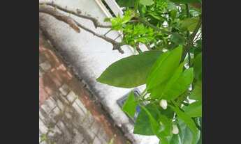 Imagem 6: 3 QUARTOS SUÍTE - PITUBA