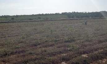 Imagem 3: Fazenda 50 alqueirão 110 km de Uberlândia