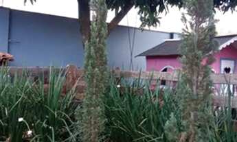 Imagem 2: Casa Jd Universitário Araras