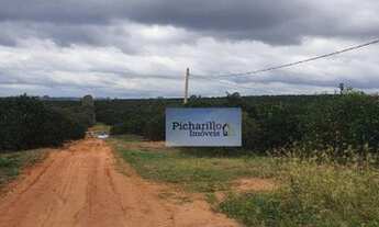 Imagem 4: Fazenda na região de Lins com 300 alqueires e 250 alqueire plantado em Laranja