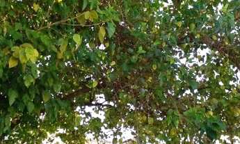 Imagem 1: CASA ASSOBRADADA - CHÁCARA MONTE ALEGRE - SP