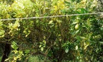 Imagem 3: Vendo sitio 5.800 metro por 130.00 mil