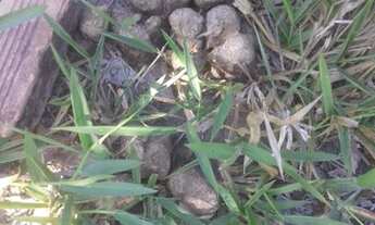 Imagem 3: Lote para comprar Parque do Sabiá (Melo Viana) Esmeraldas